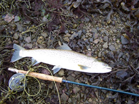 Orkney maiden sea trout photgraph by Jim Adams